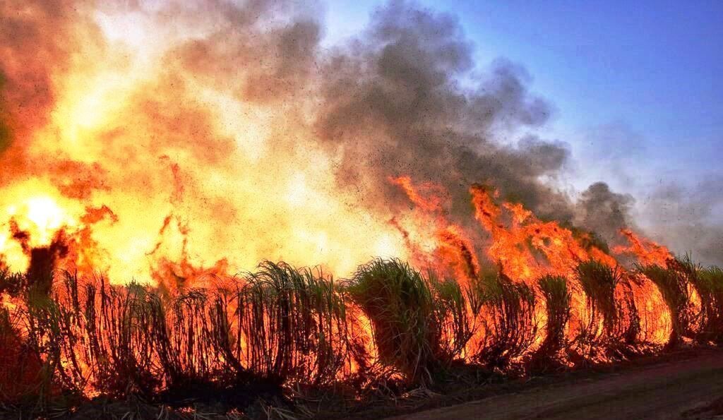 FORESTS UNDER FIRE: UGANDA'S VANISHING GREEN HEART AND THE CLIMATE CRISIS